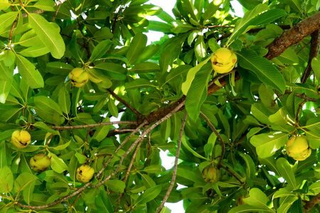 Elephant apple fruit on tree with leaves background. Dillenia Indica fruit or Evergreen tree fruit...
