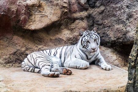 White tiger resting and relaxing on the rock background. Closeup white royal bengal tiger lie down on stoneの写真素材
