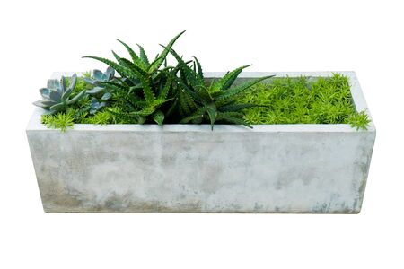 Cactus plant in flower pot isolated on white background. Fresh green cactus plant tree in long concrete flower pot isolatedの写真素材
