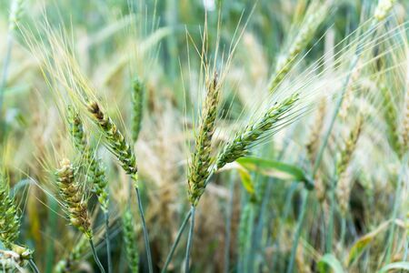 Macro green barley grain field background. Closeup young green ear barley field with leavesの写真素材