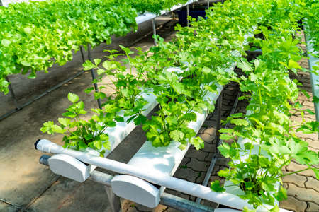 Celery hydroponics cultivation system in greenhouse. Leaf celery hydroponic agriculture in nurseryの写真素材
