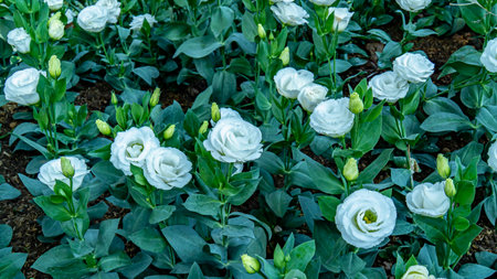 Lisianthus flowers in the garden. White Lisianthus blooming and bud flower with green leaf in the park. ( Eustoma grandiflorum )の写真素材