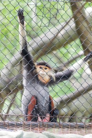 monkey in zooの写真素材