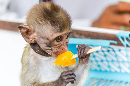 monkey in Zoo Eating ice creamの写真素材