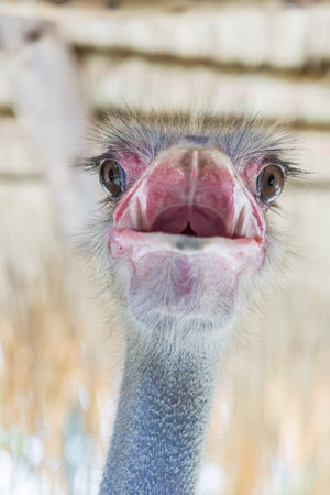 Ostrichの写真素材
