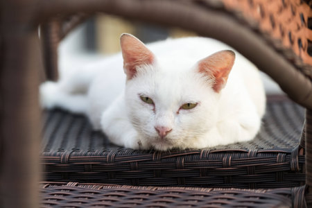 Stray Cat - pregnantの写真素材