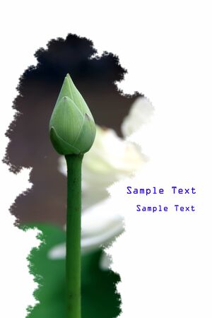 Flowers in the garden with text の写真素材