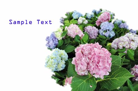 Flowers in the garden with text の写真素材