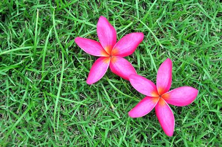 flower fall on green grassの写真素材