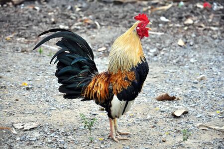 One chickenの写真素材