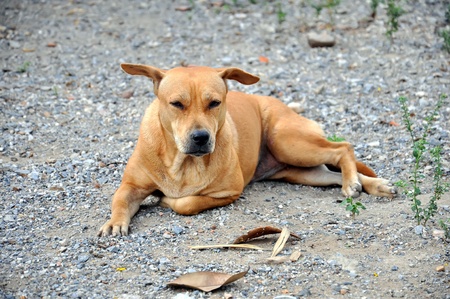 Thai dogの写真素材