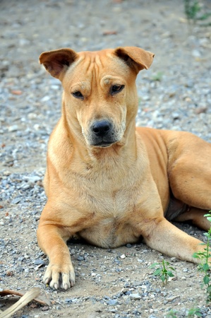 Thai dogの写真素材
