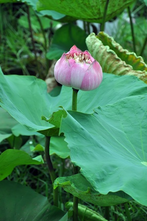 Withered lotus flowerの写真素材