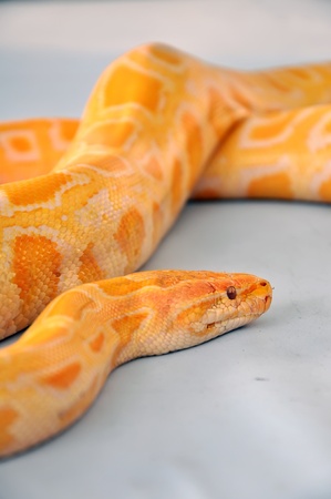 boa snakeの写真素材