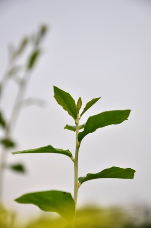 Stick in the sunの写真素材