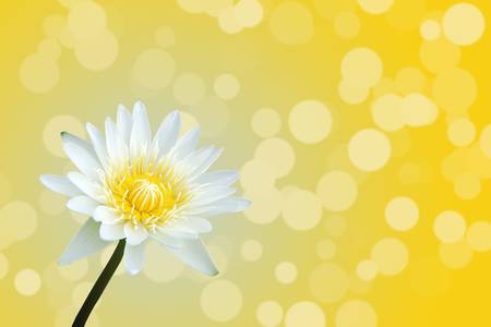 Beautiful lotusの写真素材