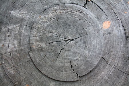Surface Trunk 