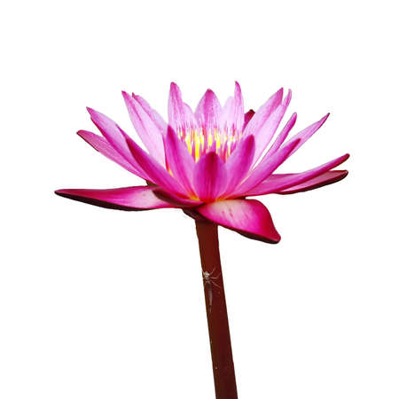 Lotusの写真素材