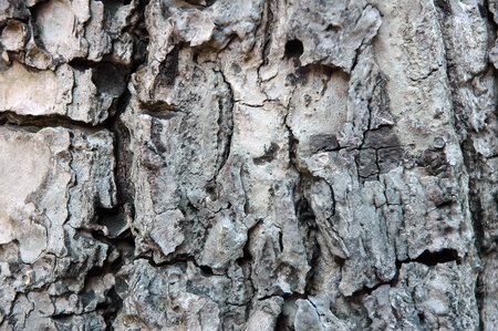 Surface Trunk