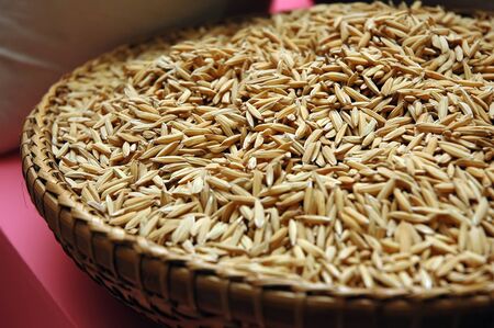 Paddy in Thailandの写真素材