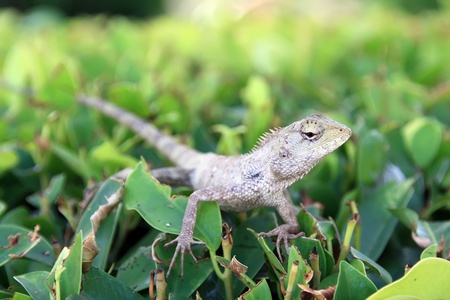 Small lizardsの写真素材