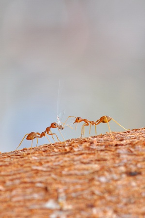 Red ants and victim in macro mode の写真素材