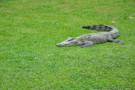Crocodile in a farm, Thailandの写真素材