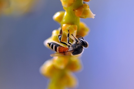 Honey bee collects flower nectar