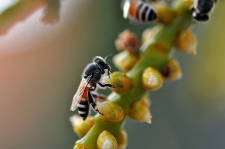 Honey bee collects flower nectarの写真素材