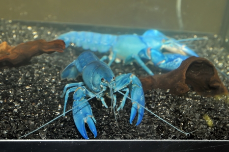 The blue crawfish in aquariumの写真素材