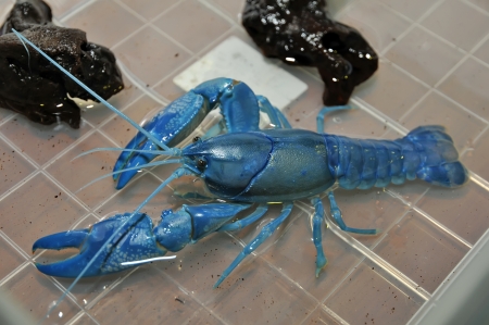 The blue crawfish in aquariumの写真素材
