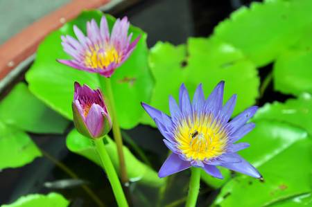 Purple lotus grows in the pondの写真素材
