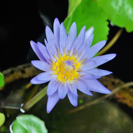 Purple lotus grows in the pondの写真素材