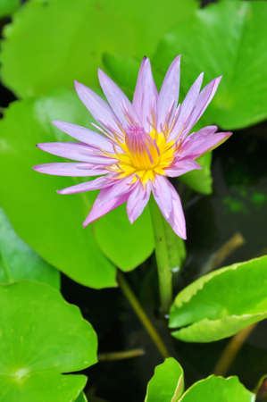 Purple lotus grows in the pondの写真素材