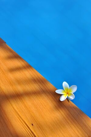 White Frangipani flower in the swimming poolの写真素材