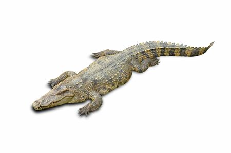 Crocodile in a farm isolated on a white background with Clipping Partの写真素材