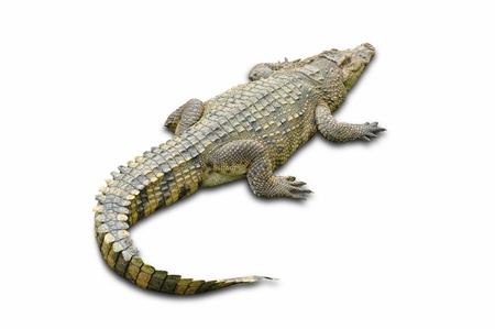 Crocodile in a farm isolated on a white background with Clipping Partの写真素材