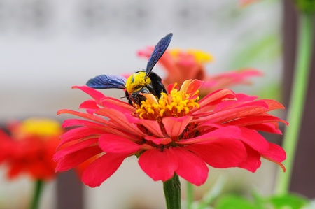 Wasp collecting pollen from a flower of the treeの写真素材