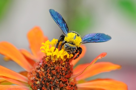 Wasp collecting pollen from a flower of the treeの写真素材