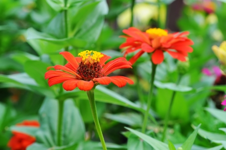 Orange flowers in the garden with beautiful of multicolored flowersの写真素材