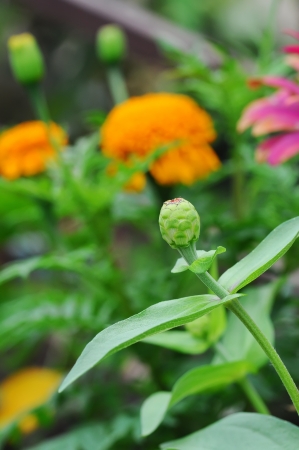 Close up of bud flower in the gardenの写真素材