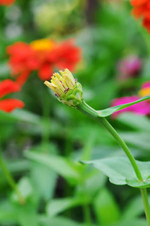 Close up of bud flower in the gardenの写真素材