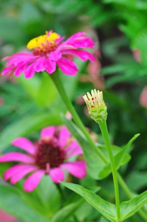Close up of bud flower in the gardenの写真素材