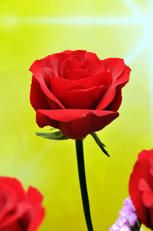 Red rose of the bouquet on yellow backgroundの写真素材