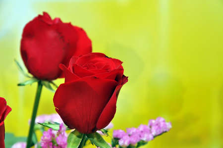 Red rose of the bouquet on yellow backgroundの写真素材