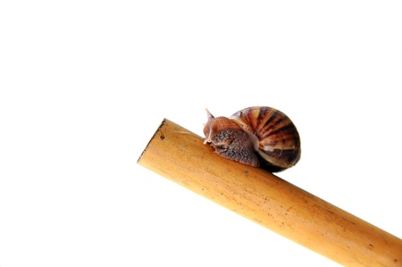 Snail on the white backgroundの写真素材