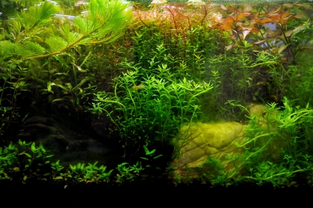 A beautiful planted tropical freshwater aquarium with fishの写真素材