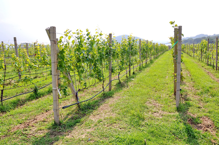 View of the green vineyards in Thailandの写真素材