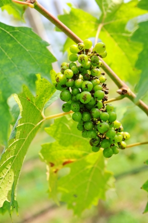 Bunch of young green grapes in the vineyardの写真素材
