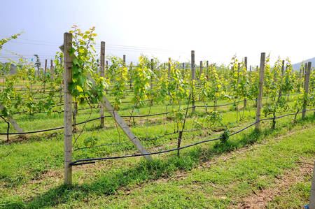 View of the green vineyards in Thailandの写真素材